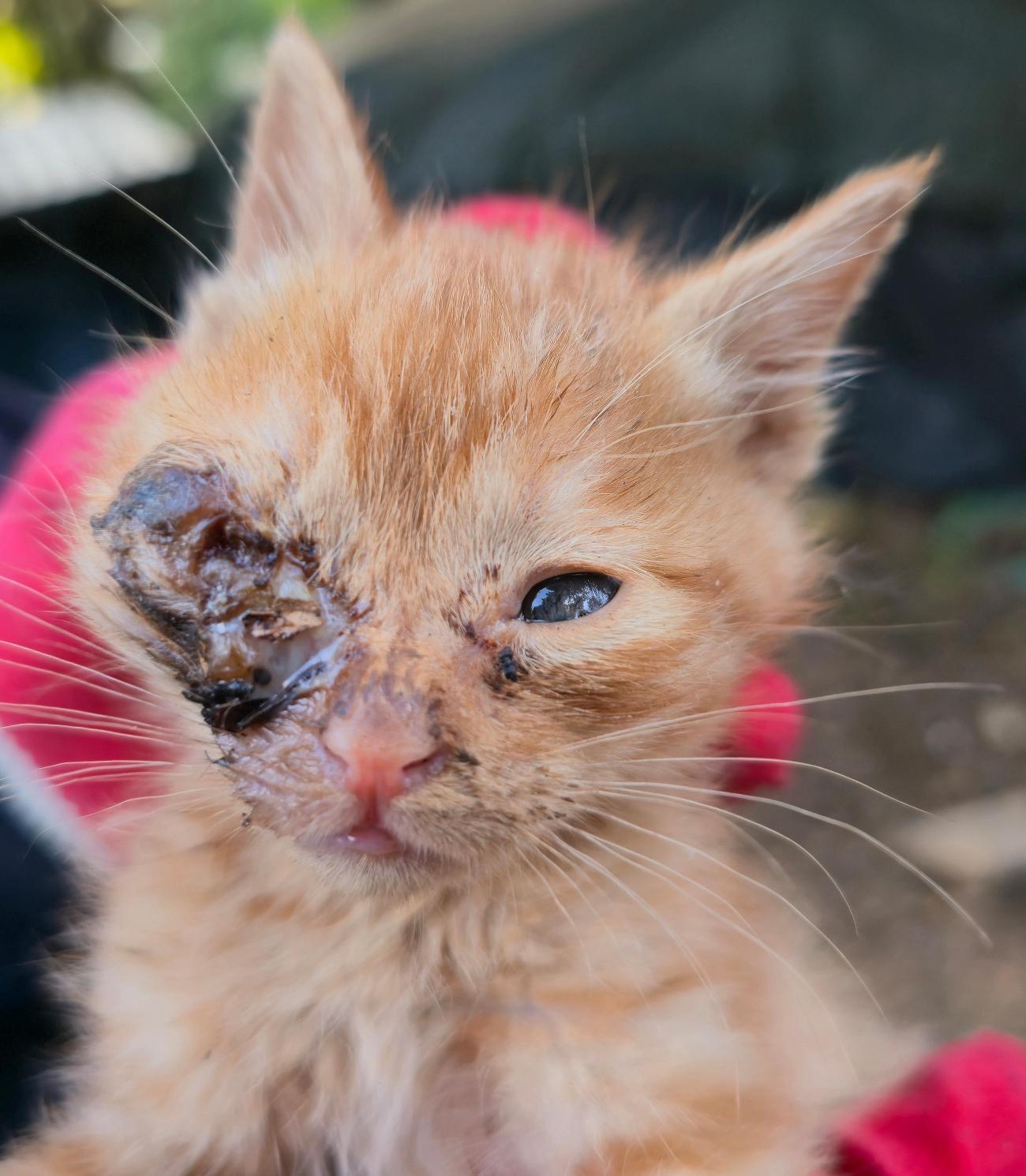 종료(기증) 한국 …